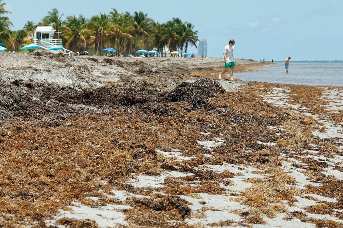 Scientists predict 2025 to be a record seaweed season as piles of seaweed wash ashore at Crandon Park in Key Biscayne, Florida on Thursday, May 8, 2025.