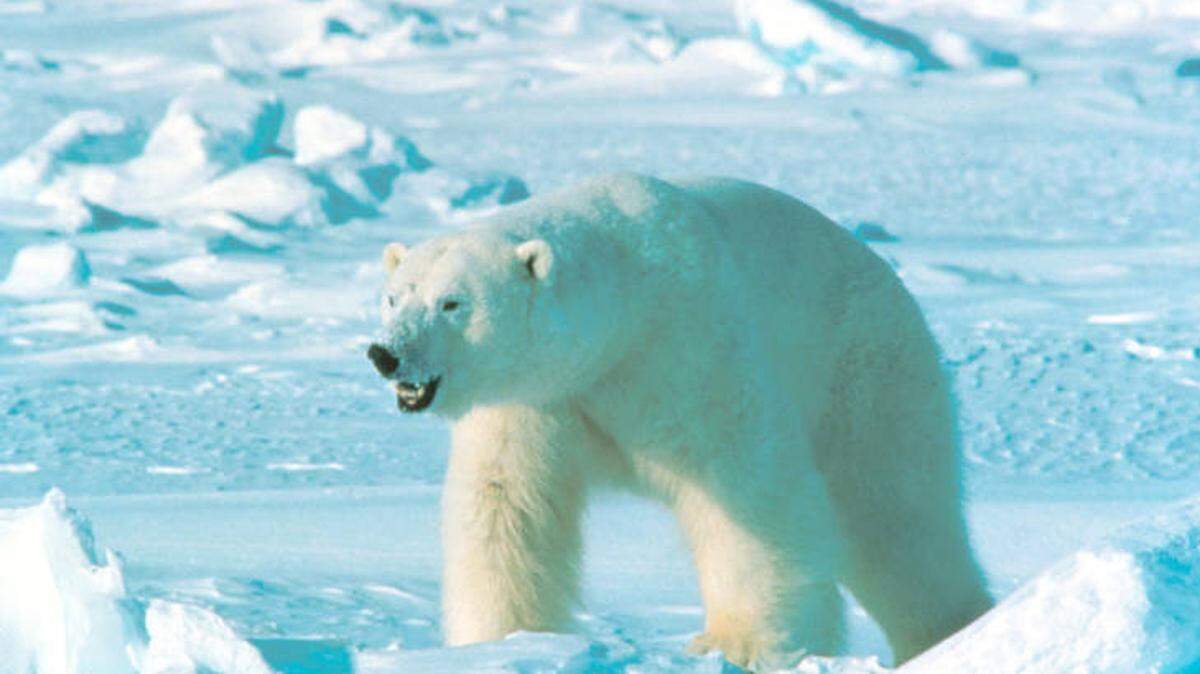 Canadian police say a father died protecting his children from a polar bear, like this one,  in Century Island, Nunavut.  Aaron Gibbons was reported to have put himself between the bear and the kids and they were able to reach a boat and escape.