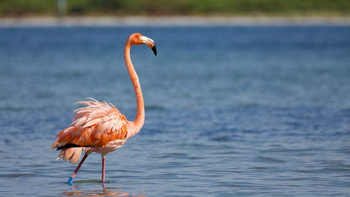 Peaches, the flamingo in Florida Bay, observed with his bright blue band still attached to his left leg.