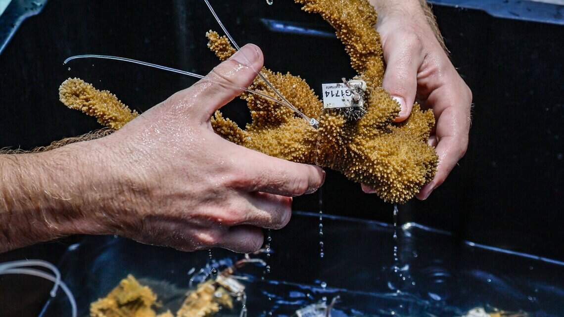 DeSantis pledged millions for restoring reef ‘then pulled the rug from under us’
