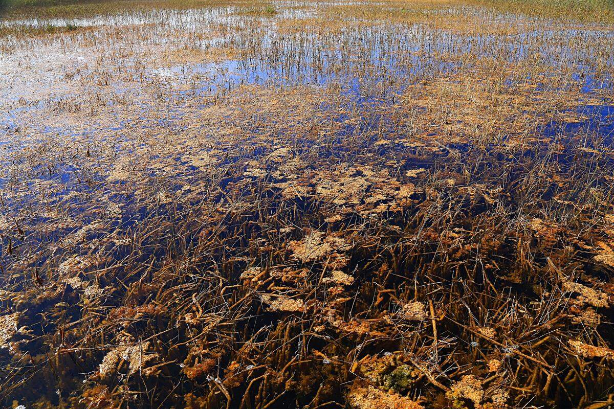 Lack of freshwater has caused periphyton, which forms the basis of the marsh food chain, to collapse in some places.