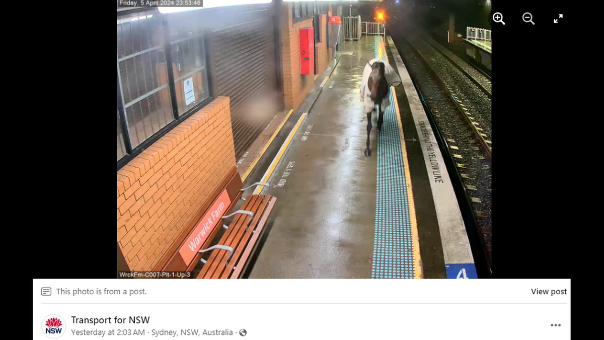 When his attempt to board a train was thwarted, the horse headed back out into the parking lot, officials said.