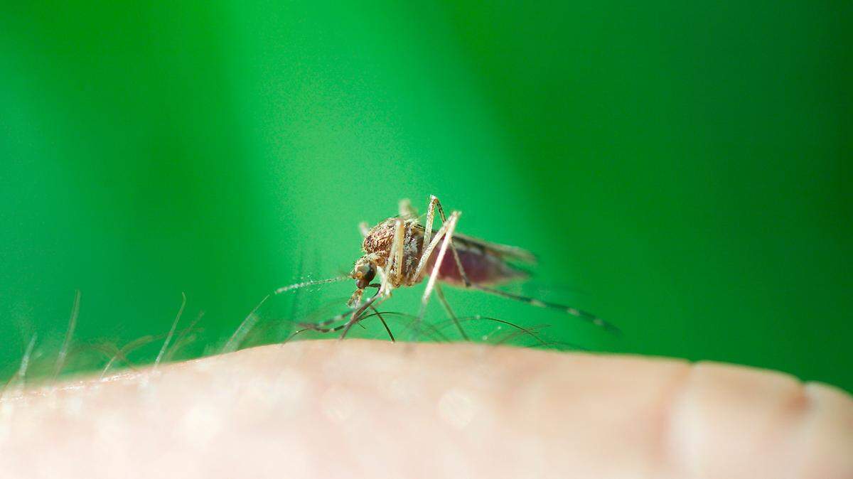 Here’s what to know about mosquito-borne illnesses in Illinois and how to prevent them.