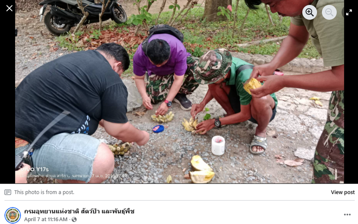 The wild elephant was medicated by hiding antibiotics in ripe bananas and jackfruit.
