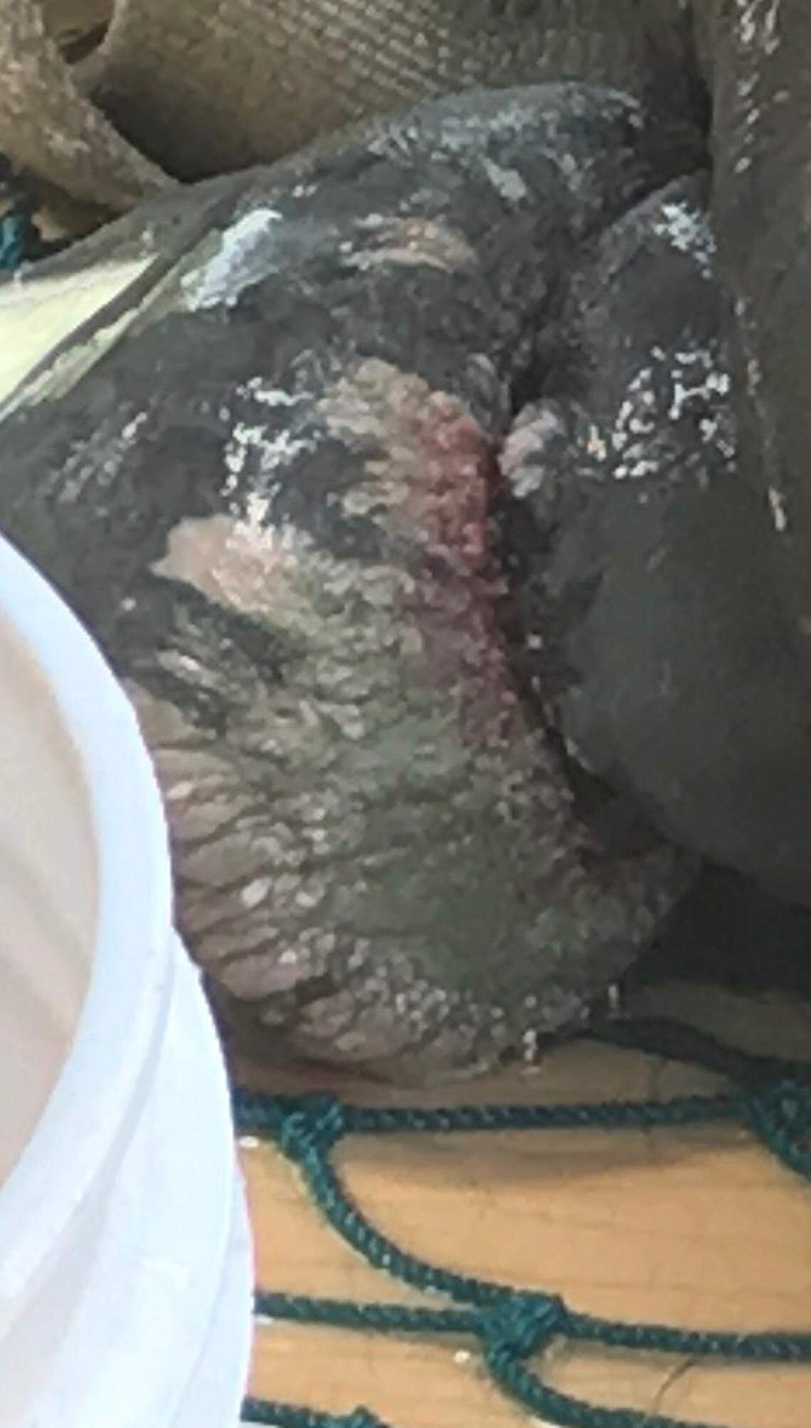 Monofilament fishing line leaves deep scars of the right flipper of of a manatee rescued Friday, July 6, 2018, in Key Largo.