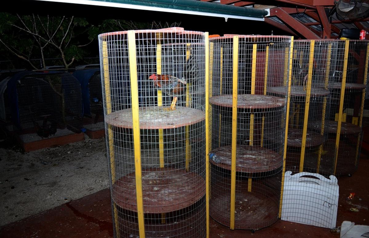 Crime scene images from an illegal cockfighting ring discovered in Northwest Miami-Dade. Cockfight referee Jose Raudel Garcia was shot and killed there on April 20, 2018.