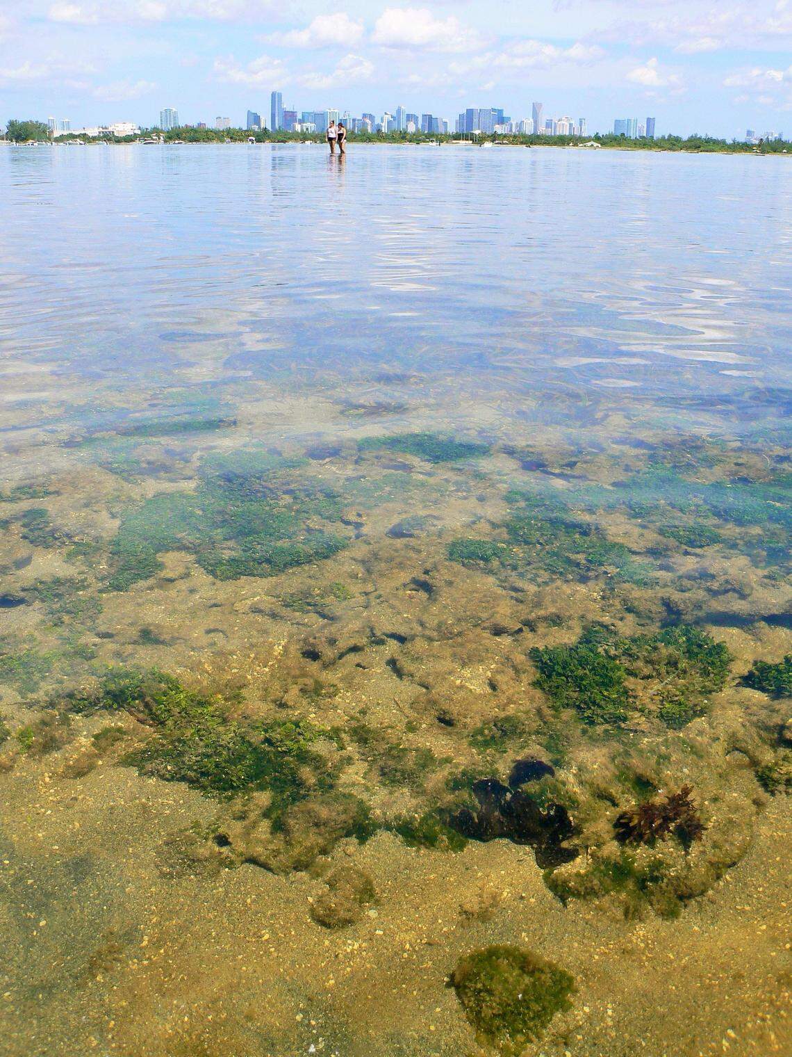 Biscayne Bay has lost more than 80 percent of its seagrass meadows and a coral disease that started off Virginia Key in 2014 has reached Key West.