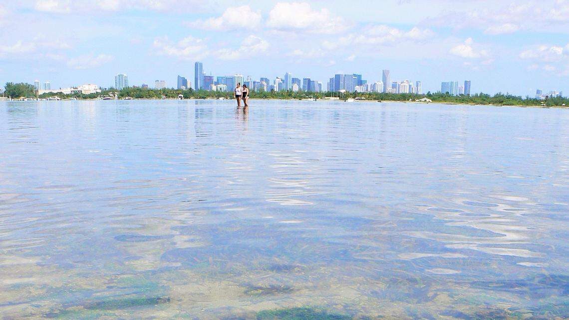 Biscayne Bay lost more than 80 percent of its seagrass meadows over the last decade.
