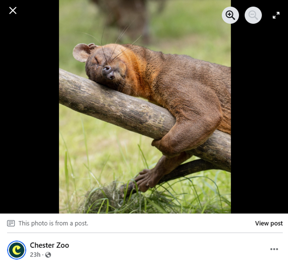 The animals are being introduced slowly to help make their breeding a success.