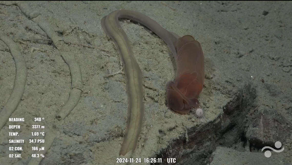 The worms “are deposit feeders, consuming sediment and digesting organic matter from it,’ NOAA Ocean Exploration reports.