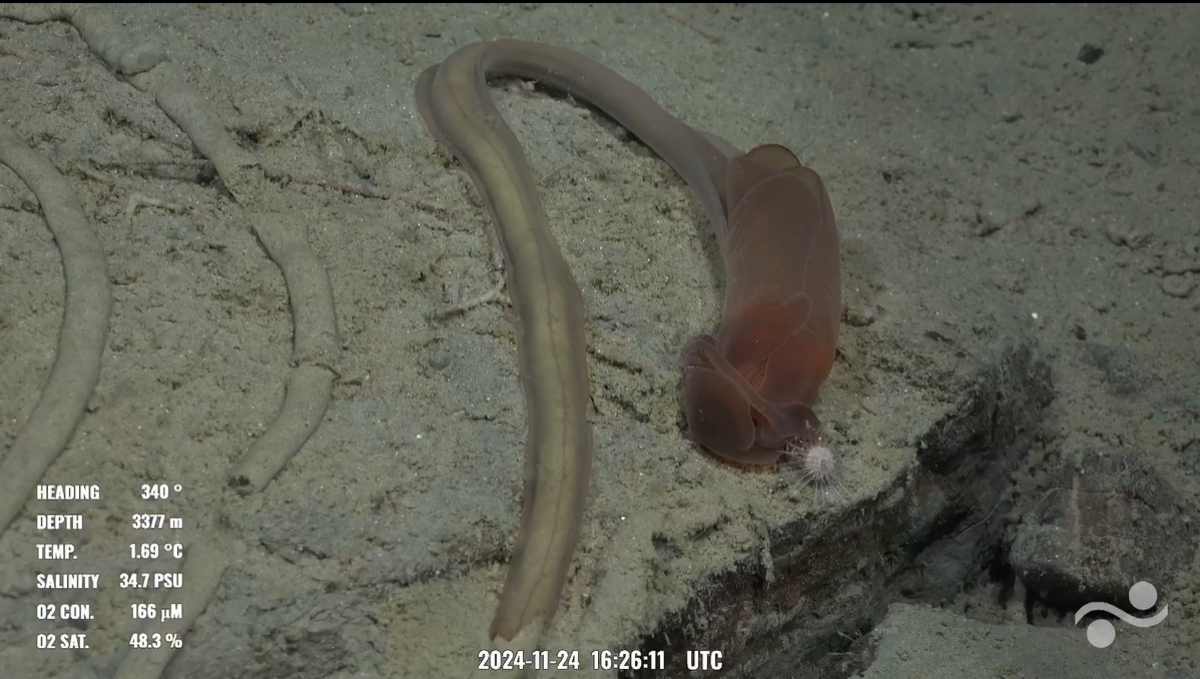 The worms “are deposit feeders, consuming sediment and digesting organic matter from it,’ NOAA Ocean Exploration reports.