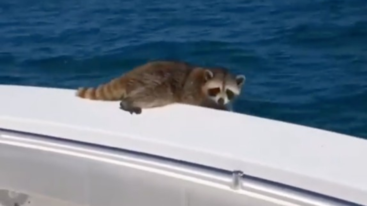 Screenshot of doomed raccoon on Thomas Cope’s boat