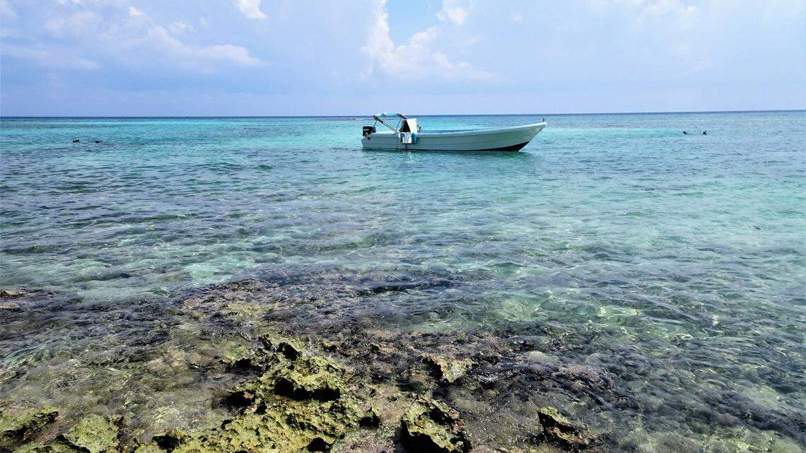 Small marine creatures glide along the bottom of the reefs in the southern Gulf of Mexico.