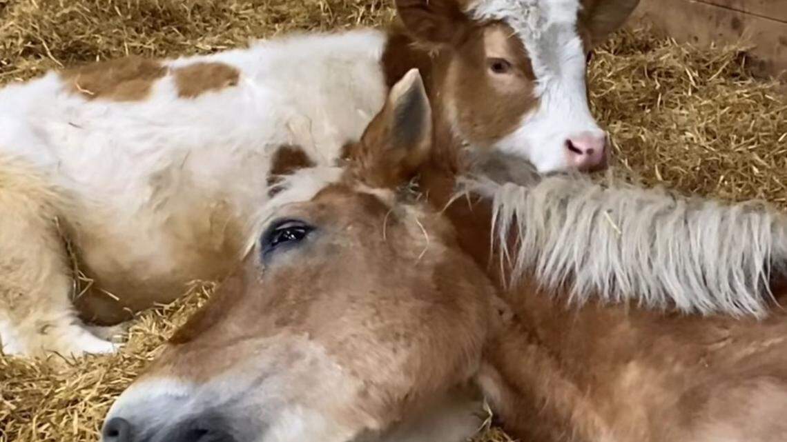 dwarf calf elliot horse mom belle