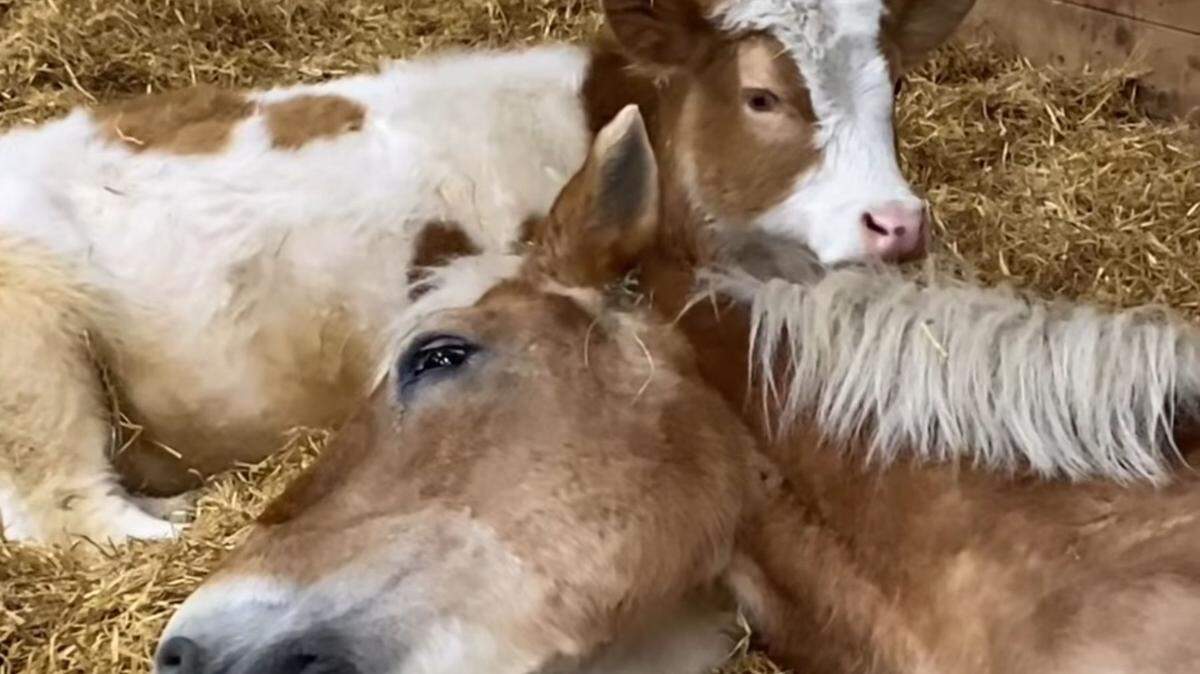 dwarf calf elliot horse mom belle