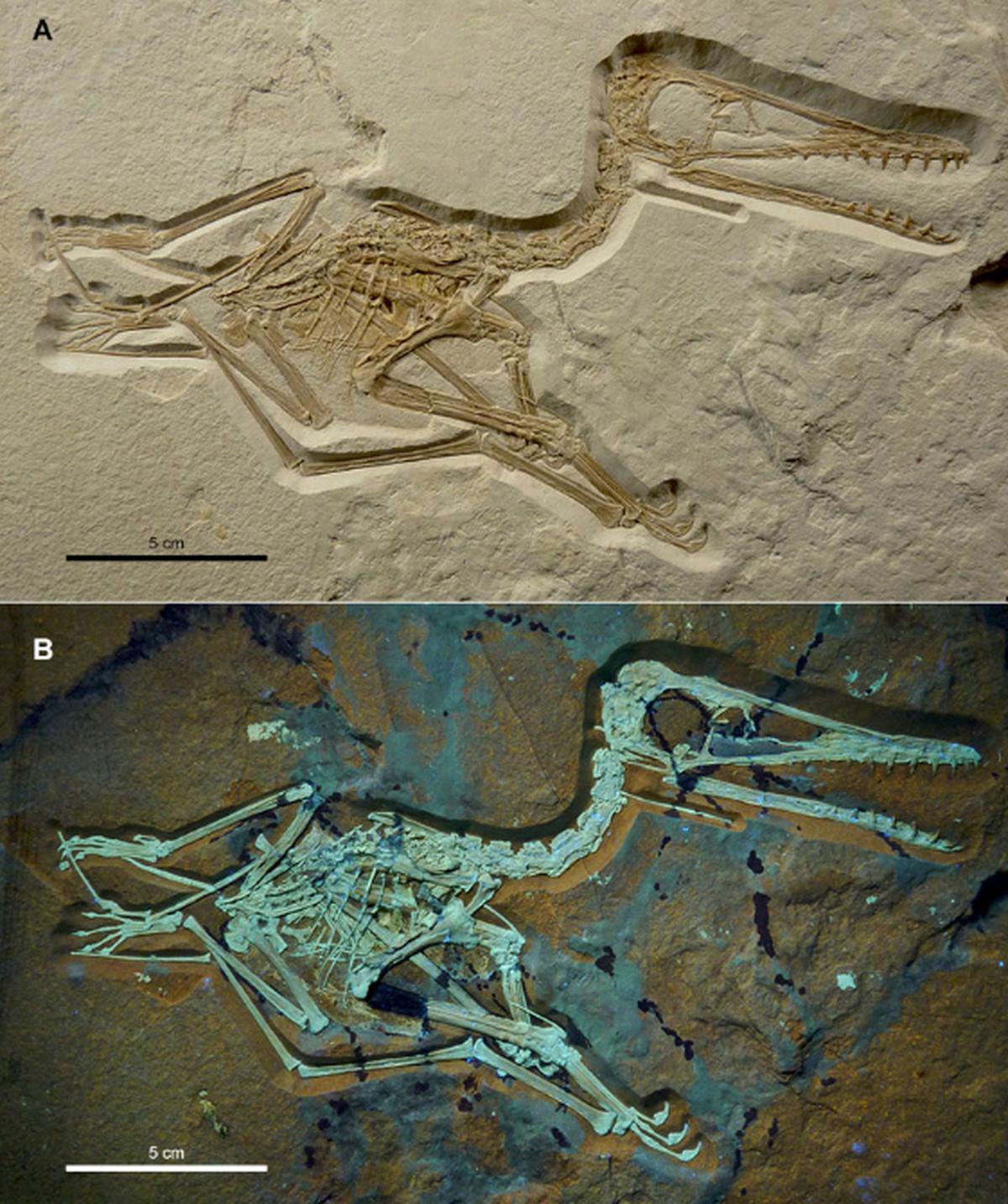 The fossils stand out under fluorescent light, providing new insight into its morphology.
