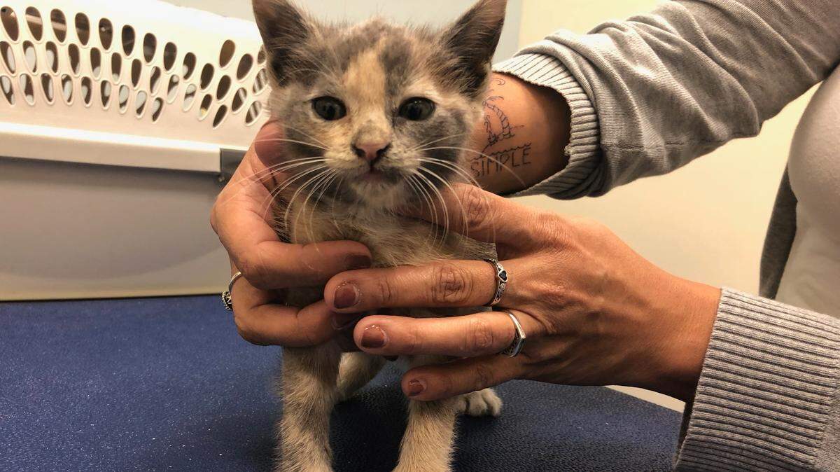 Storm, the rescued kitten