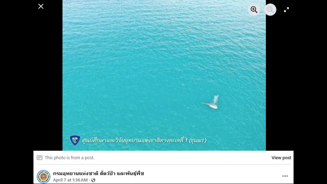 The whales can reach lengths of nearly 50 feet and between 15 and 20 tons, officials said.