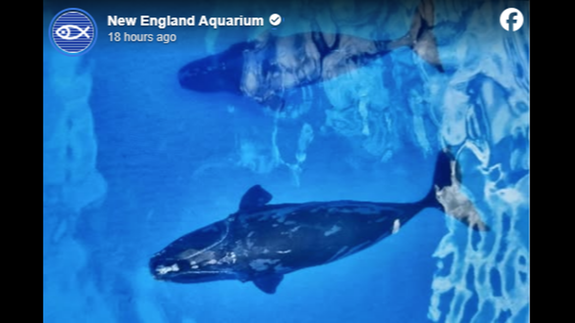 The two female North Atlantic right whales were spotted in April 15 in Bimini, which is about 550 miles from where they were seen in the Gulf of Mexico on April 5, scientists say.