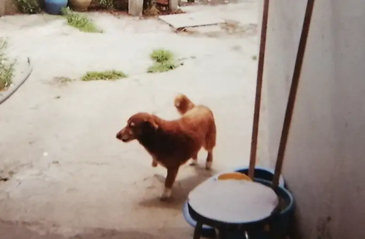Bobi in 1999 at 7 years old.