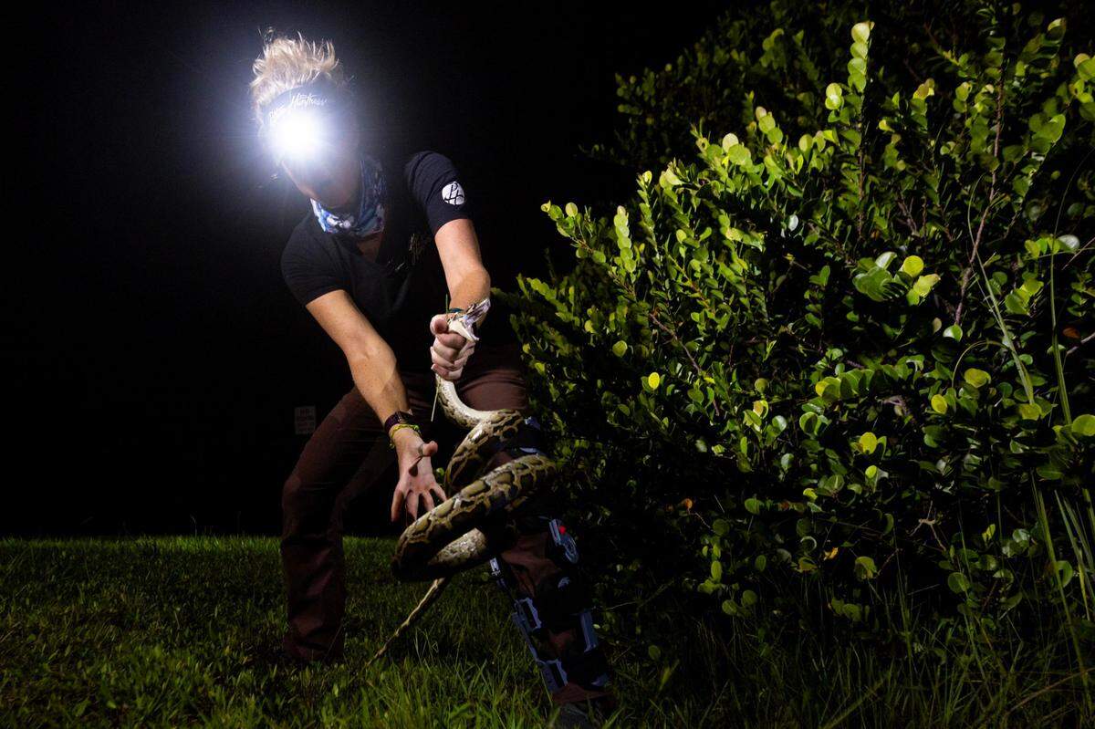 Amy Siewe wrangles a 6-foot Burmese Python she spotted during a hunting trip down Tamiami Trail on Thursday, September 5, 2024, in Miami, Fla.