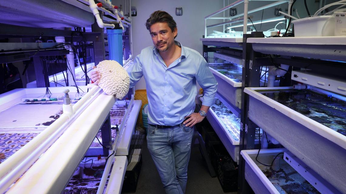 UM marine biology and ecology professor Andrew Baker poses with a coral skeleton in a wet lab at the UM Rosenstiel School of Marine, Atmospheric, and Earth Science complex at Virginia Key on Thursday, Dec. 15, 2022. Baker is working on a military-funded research project to develop “hybrid reefs,” which are composed of natural, living corals growing on a man-made structure that’s engineered to slow down waves.