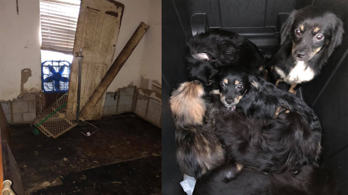 A home was being foreclosed. A nonprofit saved the ex-homeowner’s 200 dogs and cats.