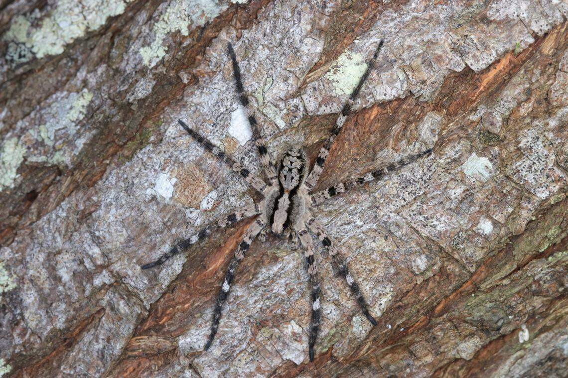 A Hogna arborea, or Taiwanese tree-dwelling wolf spider, seen fully stretched out.