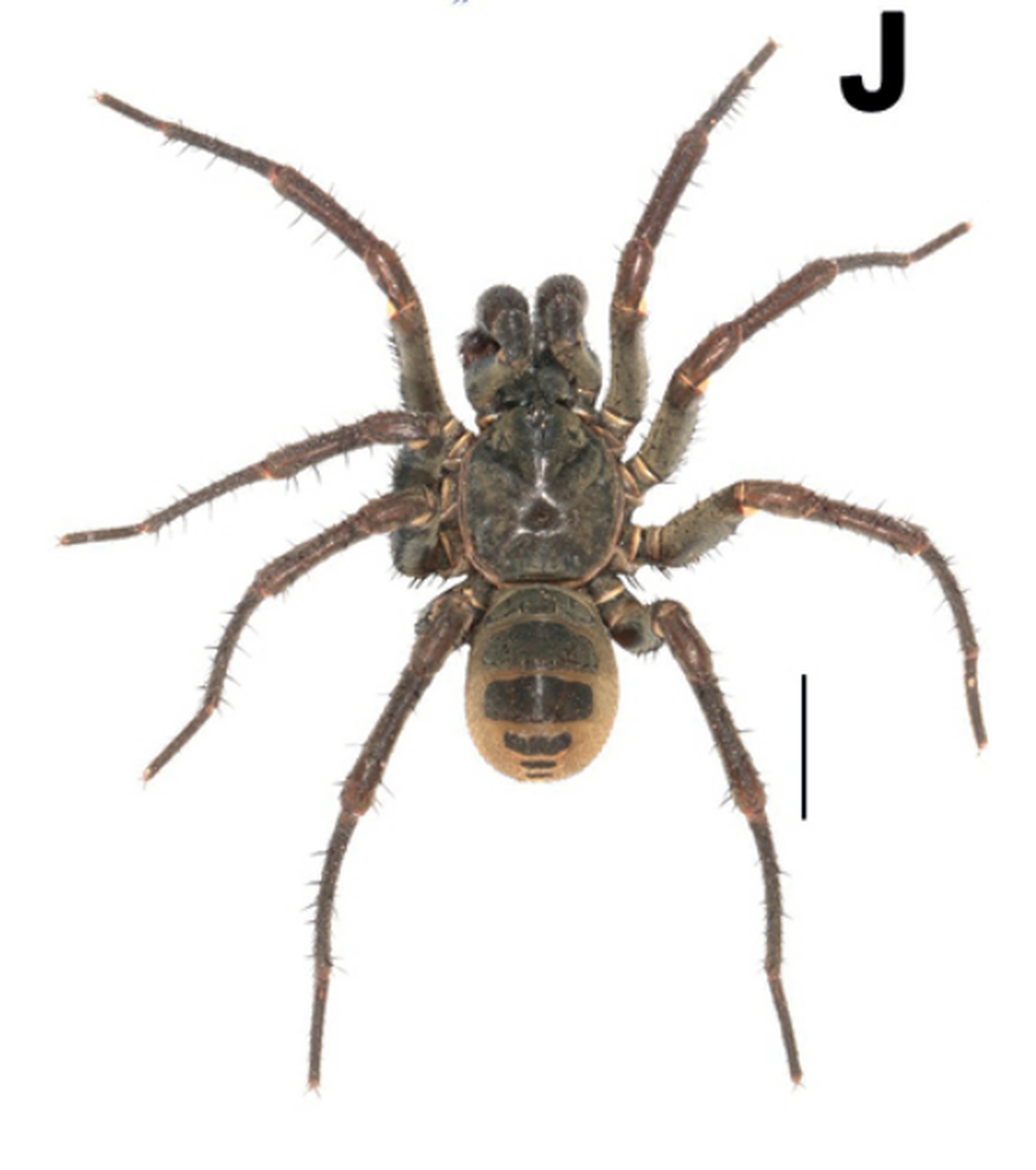 A male Songthela anhua spider.