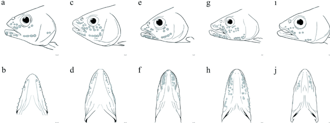 Bumps called pearl organs appear on male fish during mating season, researchers said.