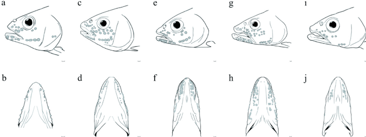 Bumps called pearl organs appear on male fish during mating season, researchers said.