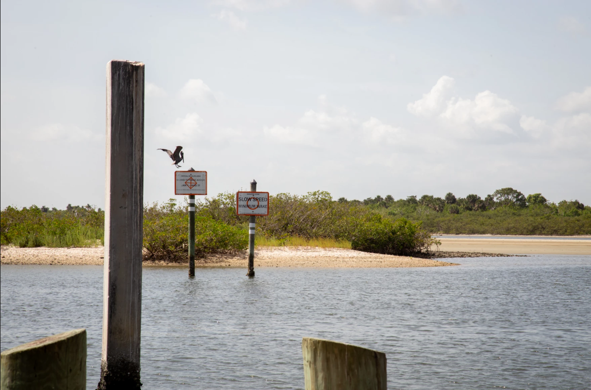A brown pelican lands on a sign marking a spoil island just north of Dunlawton Bridge as a Critical Wildlife Area. From January through August, bird nesting season closes off public access to the CWA.