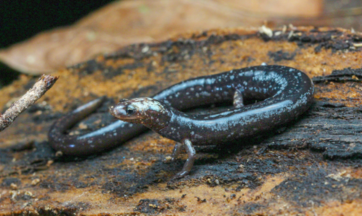 Villamizer’s worm salamanders were previously only found in Ecuador, researchers said.