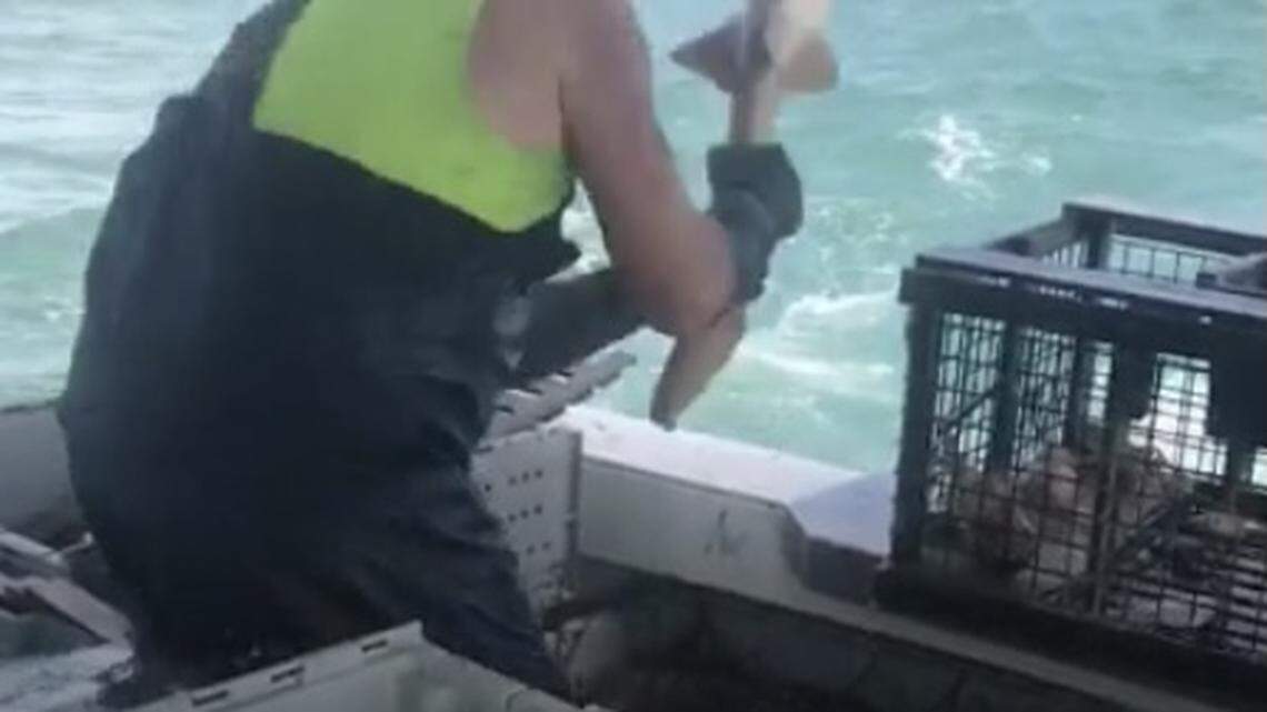 A commercial angler beats a nurse shark against the gunwale of a boat on Nov. 19, 2021, off the Florida Keys.
