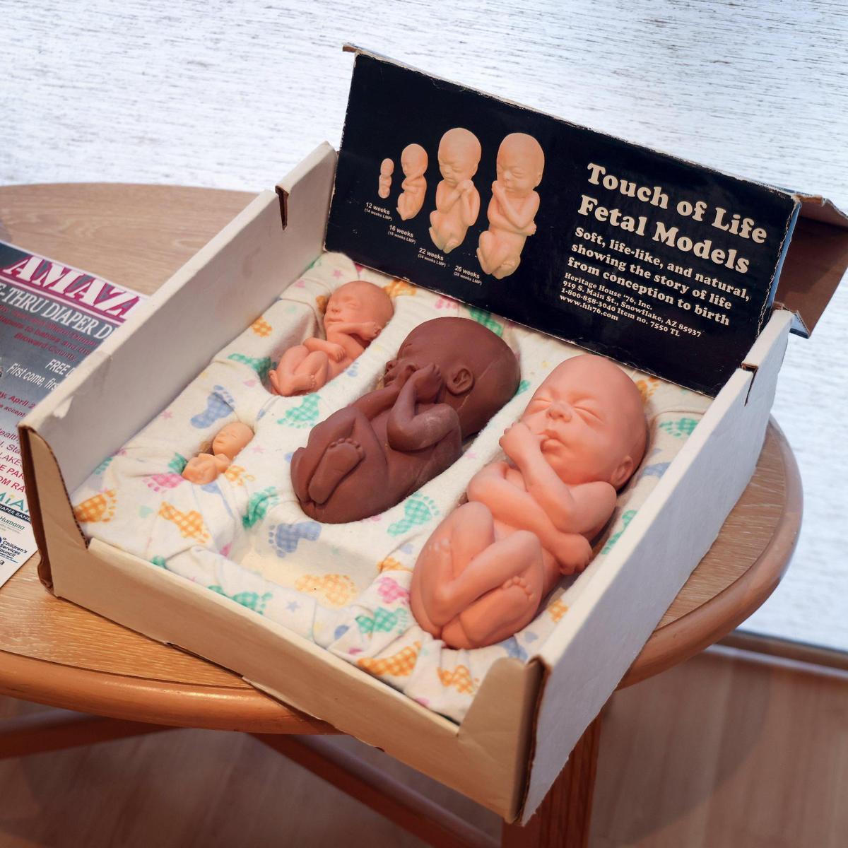 Fetal models of the stages of pregnancy are displayed throughout the clinic. On Wednesday, April 19, 2023, under the new six-week abortion ban, Pregnancy Help Center, an anti-abortion center run by the Catholic Church funding, will possibly see an increase in funding. Director Angela Curatalo, a devoted Catholic, toured the center and addressed the importance of the center’s work just several steps east of an abortion clinic.