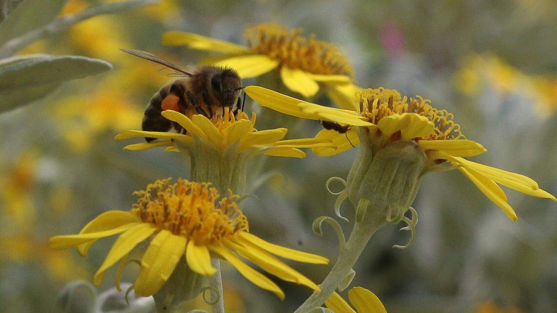 Should You Stop Killing Dandelions? 7 Reasons These Yellow ‘Weeds’ Are Good for Your Yard