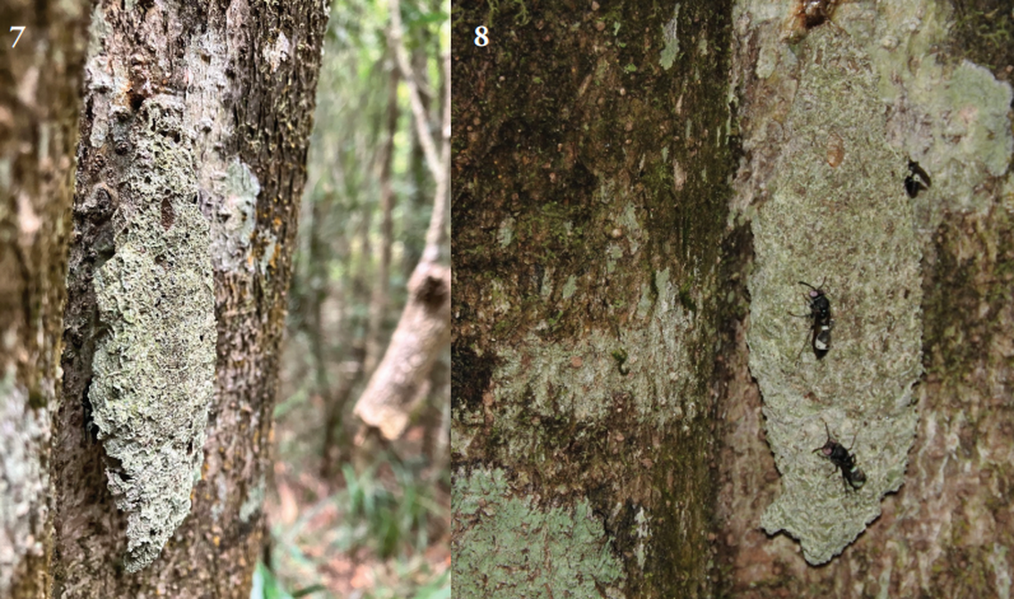 The nest of Ropalidia jemmae, or Jemma’s social wasp, as seen in its natural habitat.