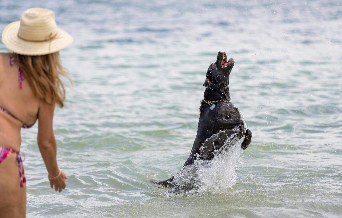 A dog frolics at Hobie Island Beach Park on Monday, May 15, 2023, in Miami