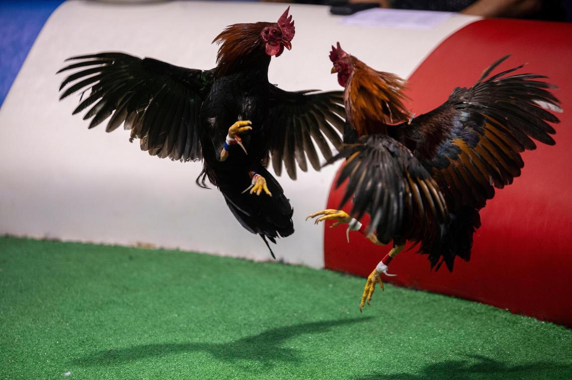 Two roosters battle at the Club Gallistico of Isla Verde on December 11, 2019, in San Juan, Puerto Rico. Barring a last-minute reprieve, Puerto Rico’s cockfighting industry will become illegal on Dec. 20, 2019.