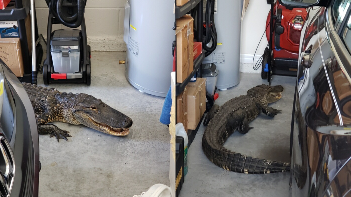 A Sarasota County resident left the garage open. That led to a 7-foot surprise, cops say.