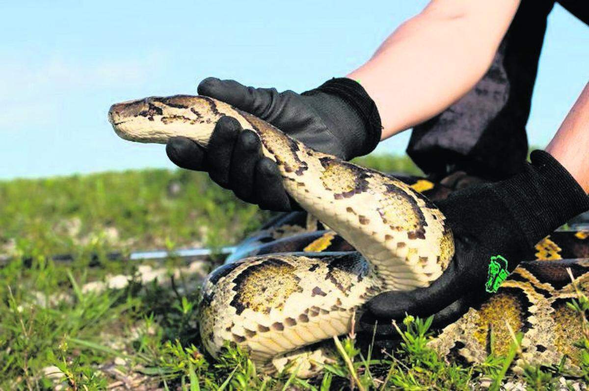 This Burmese python was captured during the 2022 hunt.