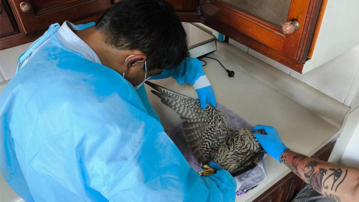 The falcon had lacerations on his feet.