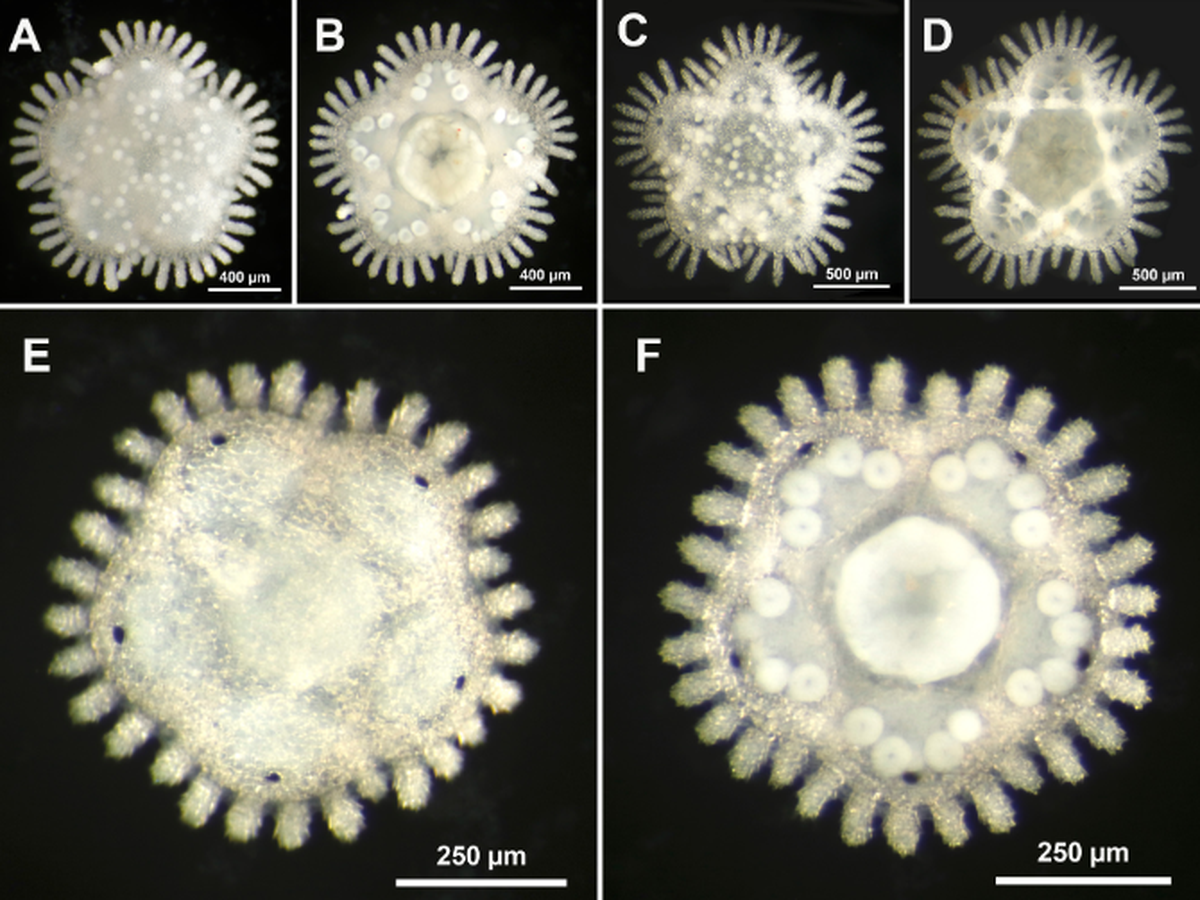 Juvenile Caymanostella davidalani sea stars have thicker spines along the outside of the body.