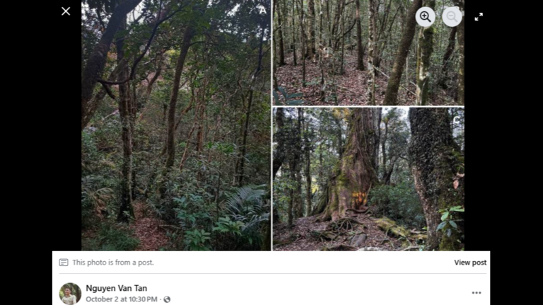 Creature’s body can ‘shimmer in the sunlight.’ It’s a new species in Vietnam