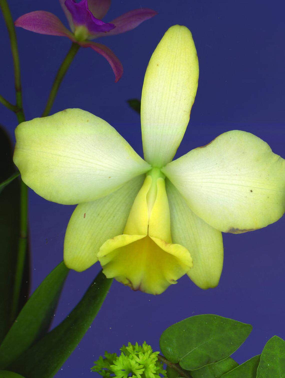 “Dusk” (Recorded July 17, 2022 at 8:10 p.m.), 15 minutes captured by a scanner. The artist Cristina Lei Rodriguez, captures the purple blue hue of the sky at dusk, along with a composition of living exotic orchids. This is a detail of the full mural.