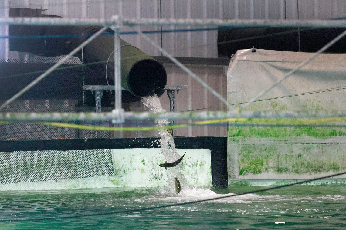 As the fish grow, they are transferred to bigger tanks at Atlantic Sapphire Bluehouse Salmon farm in Homestead on Friday, Feb. 7, 2025.