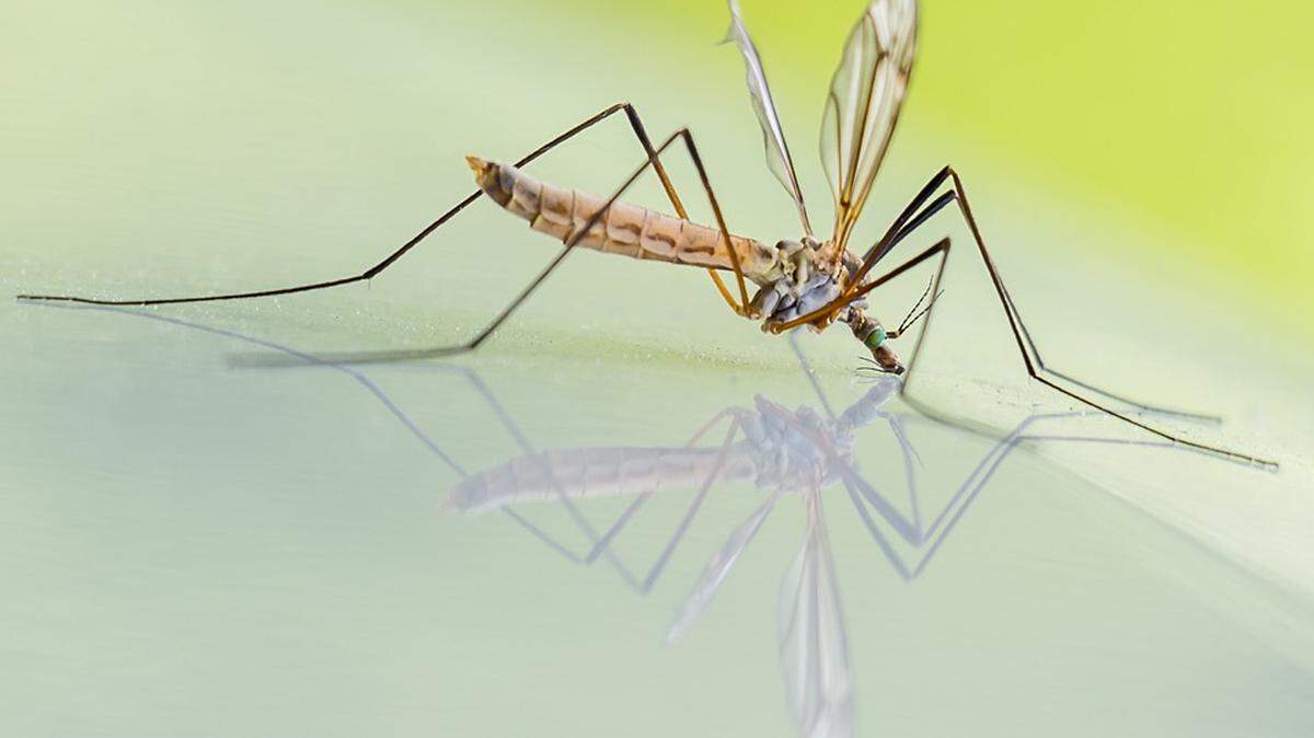 Mosquito