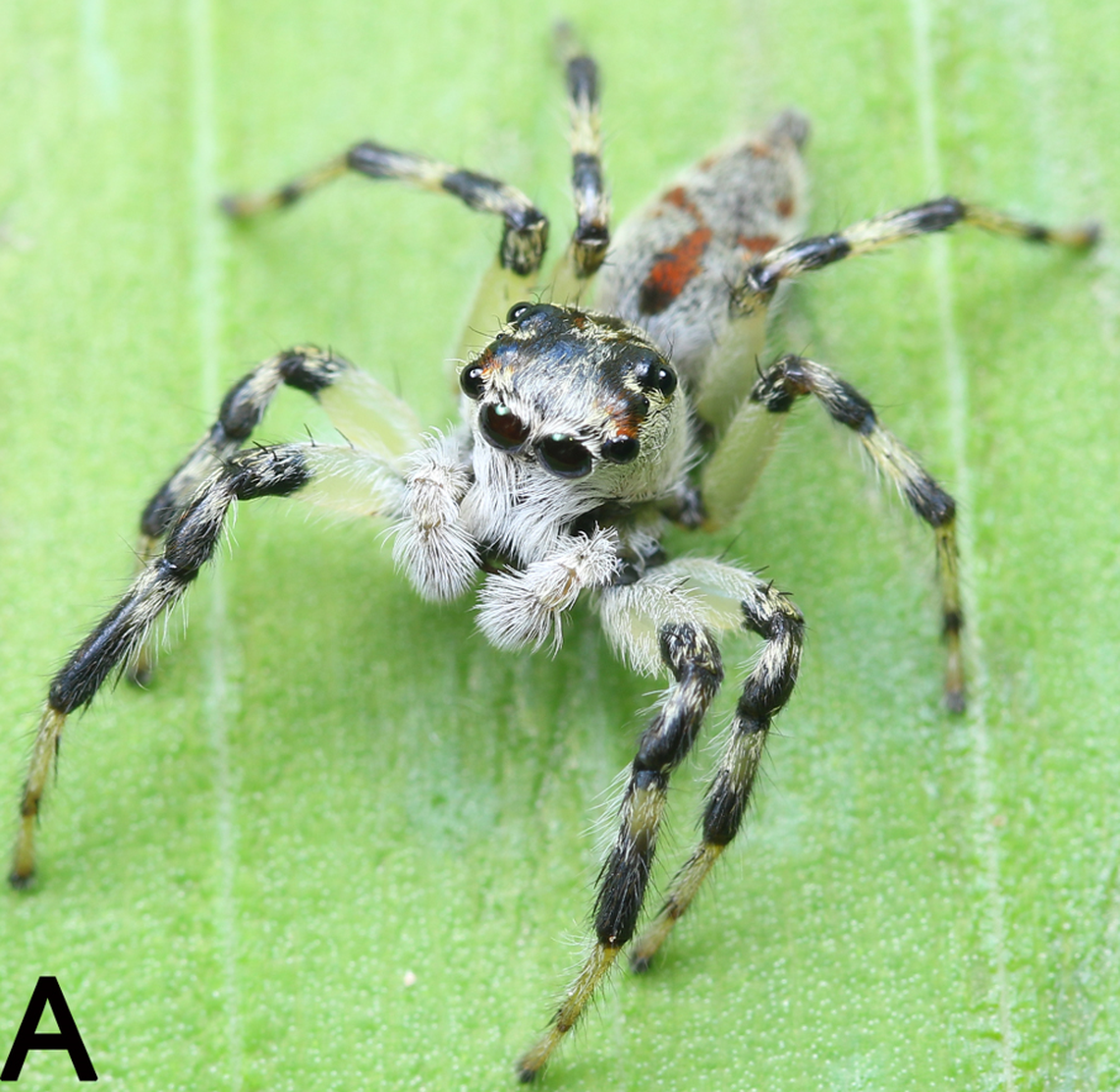 A male Pancorius guiyang, or Guiyang jumping spider, sitting on a leaf.
