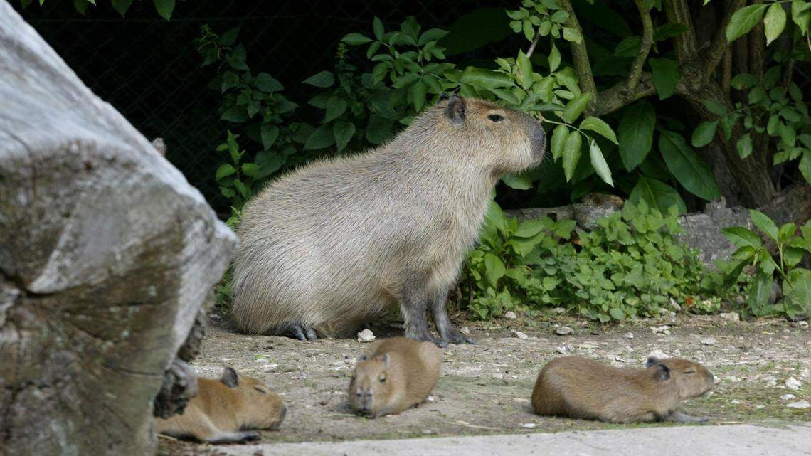 trois capybaras d'Amérique du sud, nés le 19 juillet 2002, se reposent près de leur mère, le 01 août 2002 au zoo de Thoiry, qui a vu plusieurs heureux évènements se produire ces derniers jours. AFP PHOTO MARTIN BUREAU Three capybaras of South America born 19 July 2002 rest next to their mother 01 August 2002 at the Thoiry zoological Park. AFP PHOTO (Photo by Martin BUREAU / AFP) (Photo by MARTIN BUREAU/AFP via Getty Images)