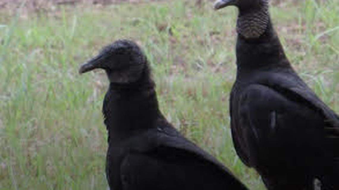 The Florida Fish and Wildlife Conservation Commission said Tuesday, Feb. 22, 2022, that federal scientists have confirmed Highly Pathogenic Avian Influenza in several state wildbird species, including the black vulture.